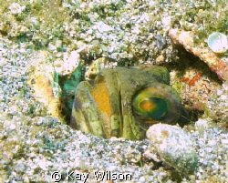Jaw fish, with eggs. by Kay Wilson 